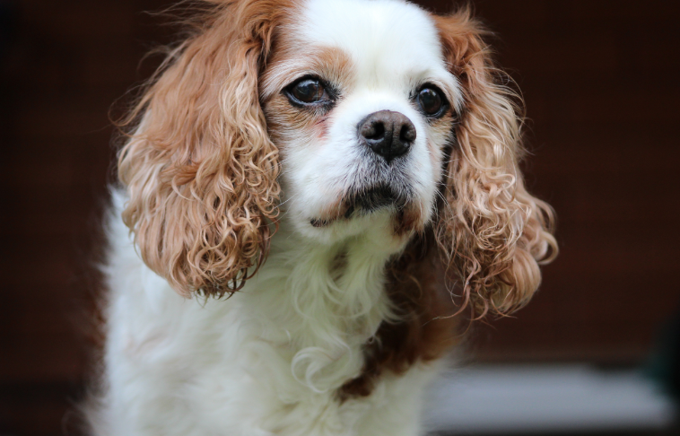 cavalier